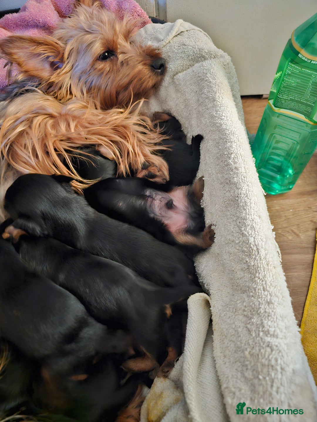 Yorkshire Terrier dogs for sale: Yorkshire terrier  - Advert 11