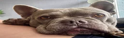 French Bulldog dogs for sale: French bulldog female rehome - Advert 9