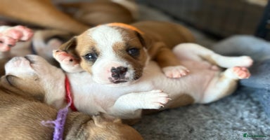 Staffordshire Bull Terrier dogs - Advert 1