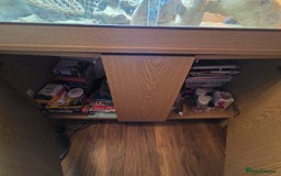 Bearded Dragon reptiles for sale: Bearded Dragon - Advert 4