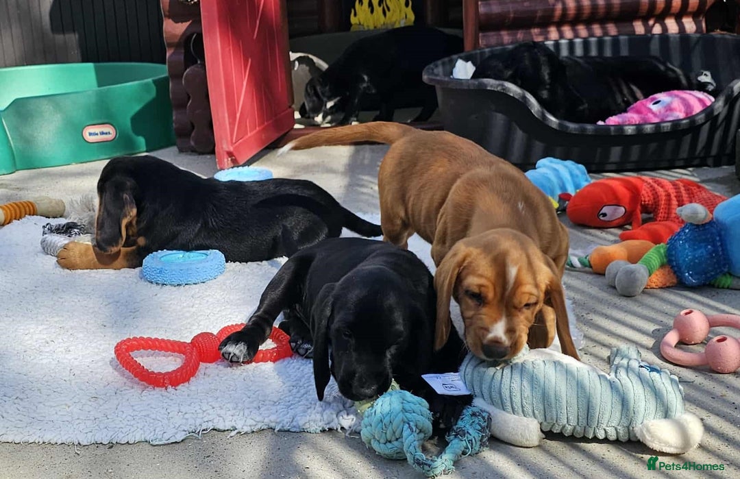 Bocker dogs for sale: Beautiful Bocker Boys - Ready Now - Image 8