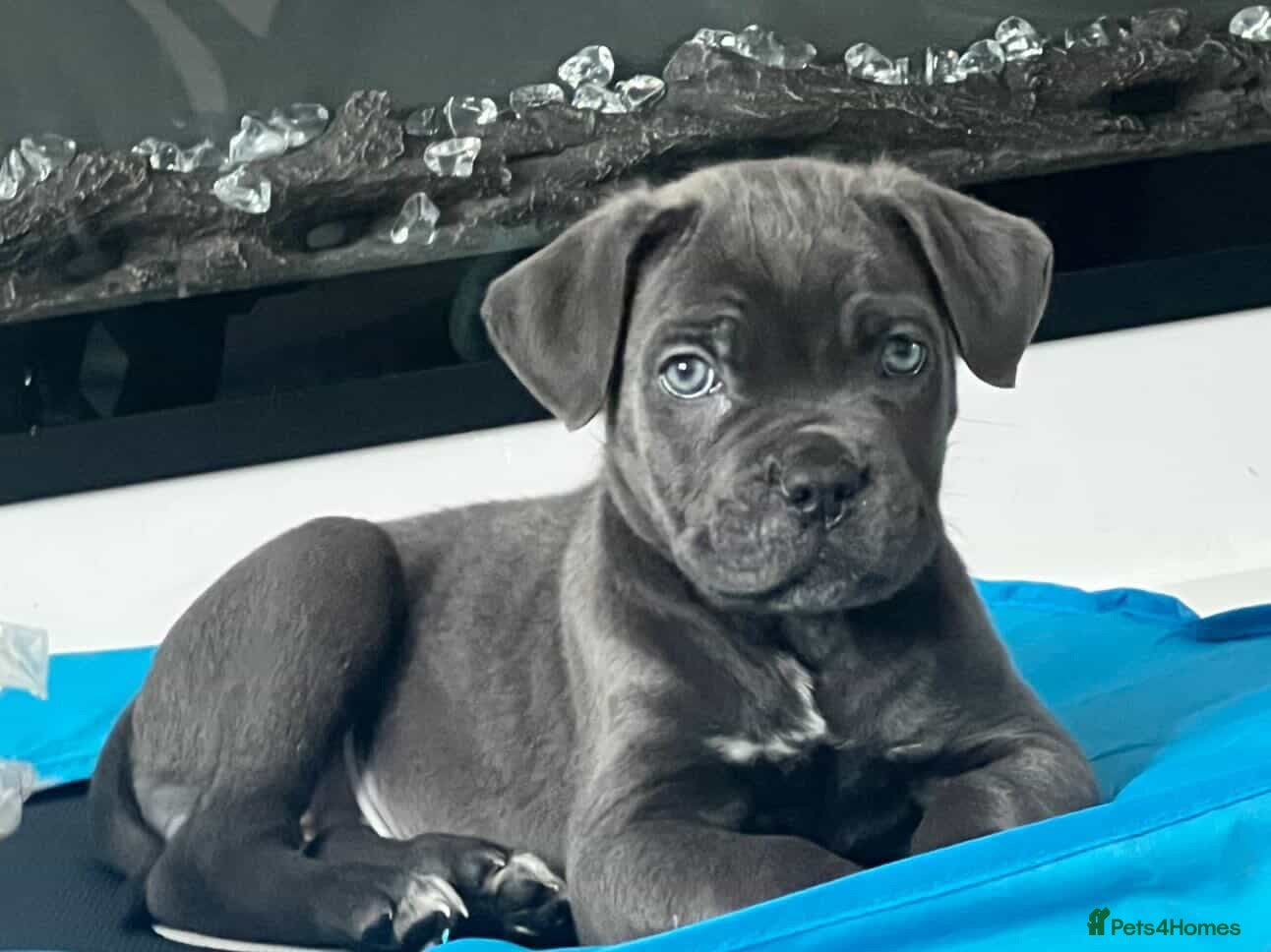 Cane Corso dogs  🥰🥰LAST GIRL LEFT🥰🥰 - Advert 4