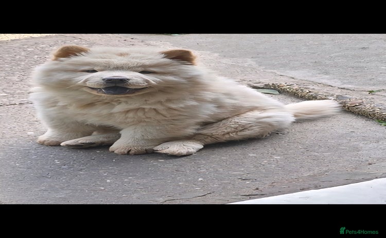 Chow Chow dogs in Wolverhampton - Advert 1