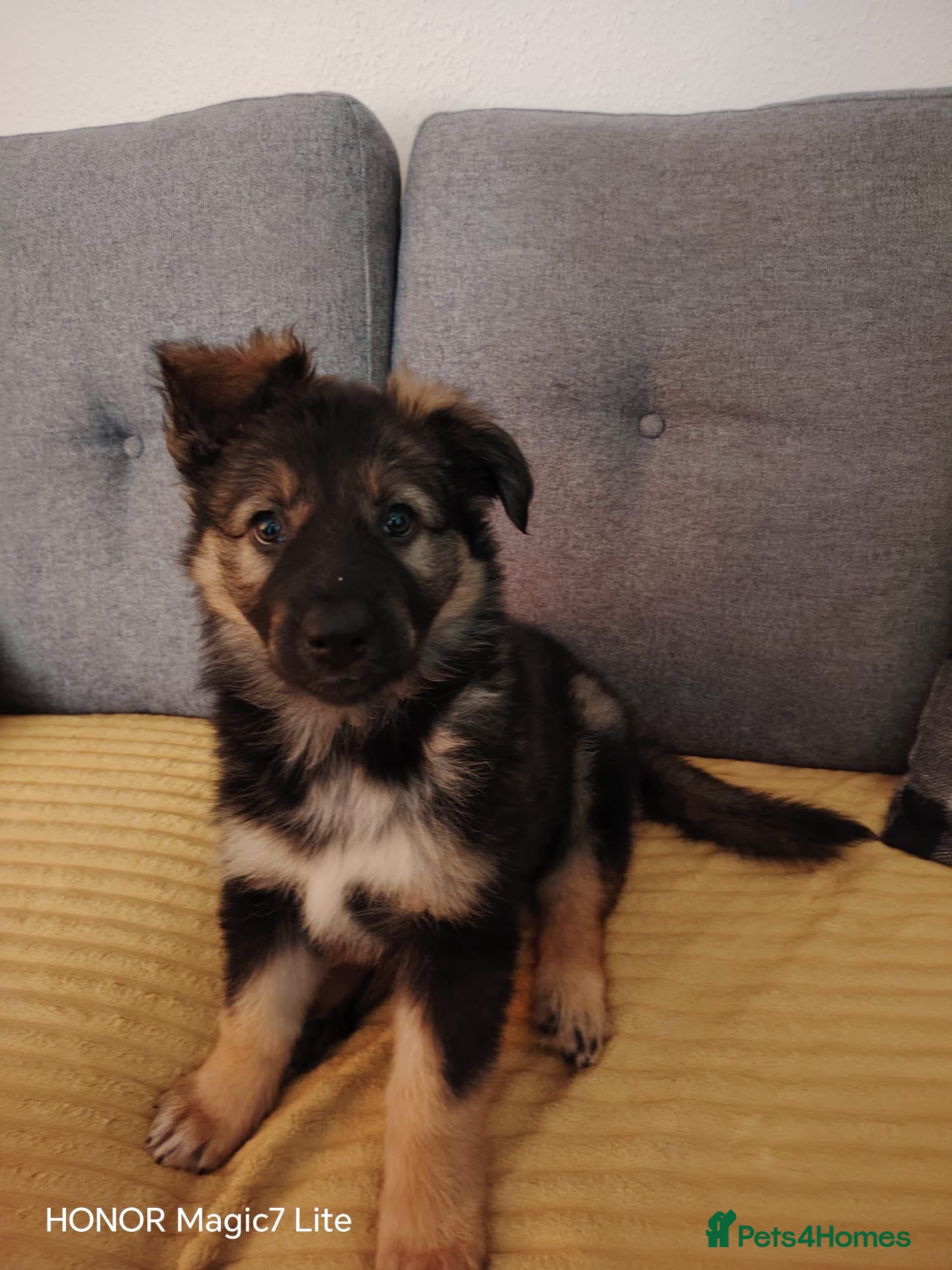 Mixed Breed dogs German shepherd cross border collie puppies  - Advert 15