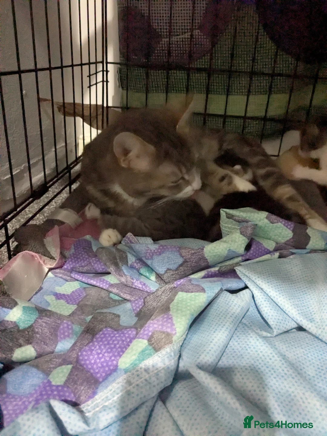 Mixed Breed cats for sale: Beautiful kittens looking for a loving home - Advert 10