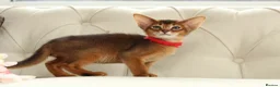 Abyssinian cats for sale: Pure breed Abyssinian kitten’s GCCF registered  - Advert 3