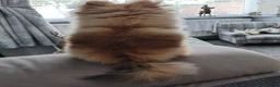 Pomeranian dogs for sale: Pomeranian  in Hebburn - Advert 7