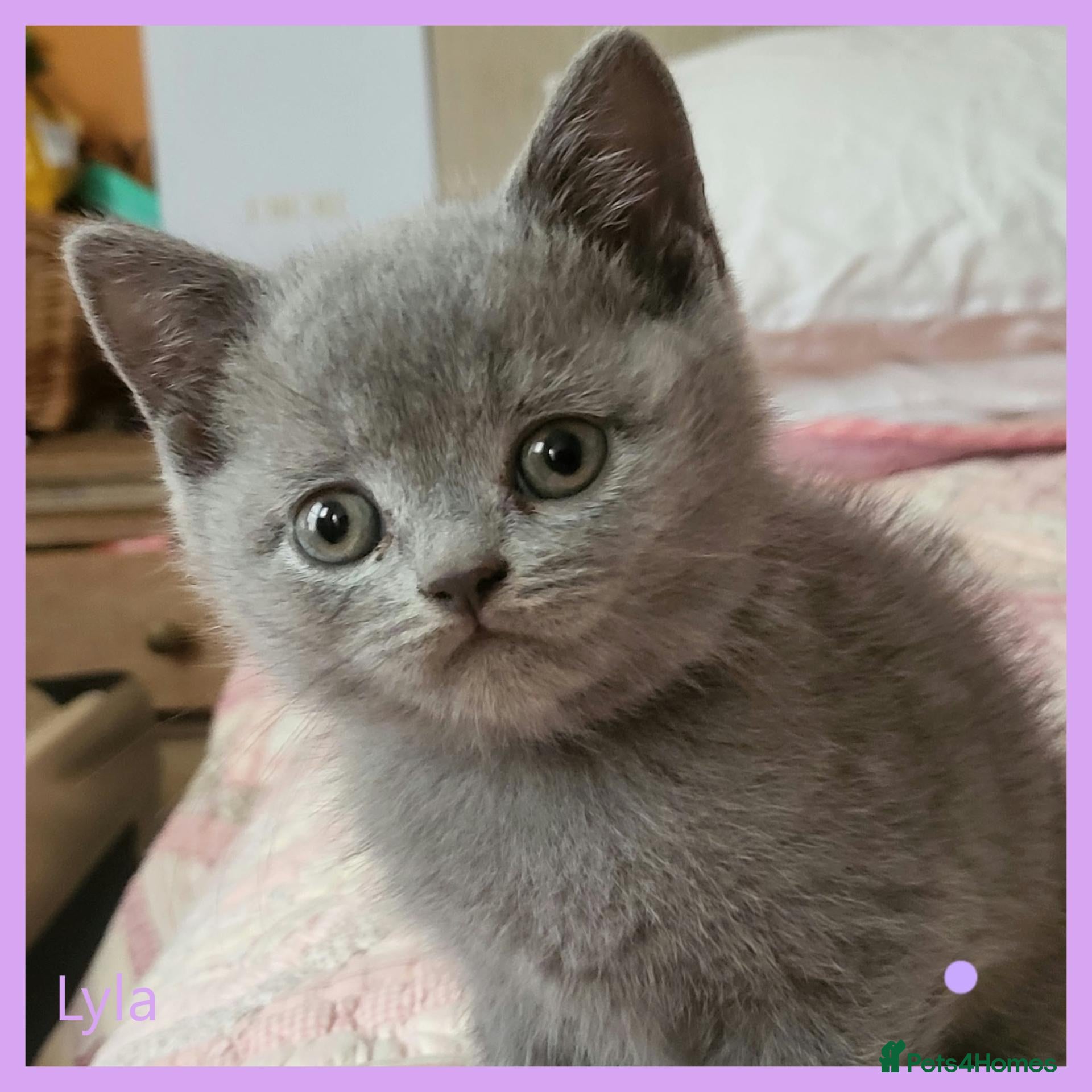 British Shorthair cats 3 beautiful blue BSH - Advert 2