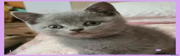 British Shorthair cats for sale: 3 beautiful blue BSH - Advert 2