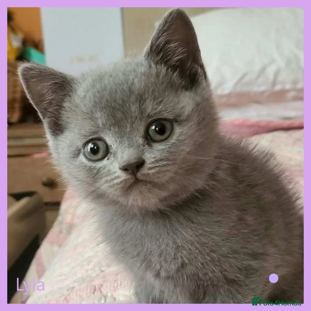British Shorthair cats for sale: 3 beautiful blue BSH - Advert 2