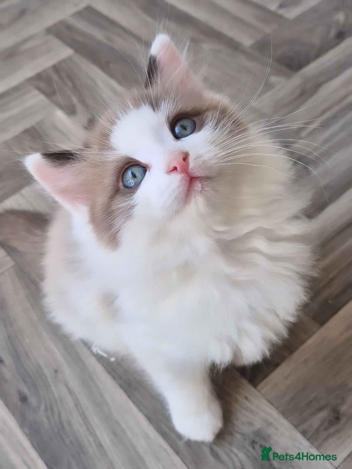 Ragdoll cats Our beautiful boys 🥹🐾🫶 - Advert 12