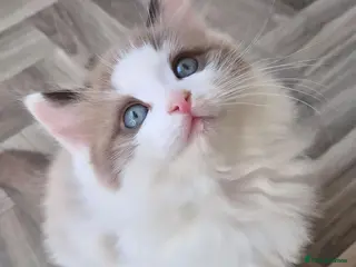 Ragdoll cats Our beautiful boys 🥹🐾🫶 - Advert 12