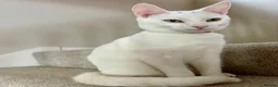 Mixed Breed cats for sale: Russian White x British Shorthair Male in Sutton Coldfield - Advert 4