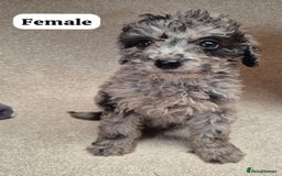 Cockapoo dogs for sale: Gorgeous F1b cockapoos - Image 4