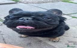 French Bulldog dogs for stud: Big fluffy frenchie boy - Image 2