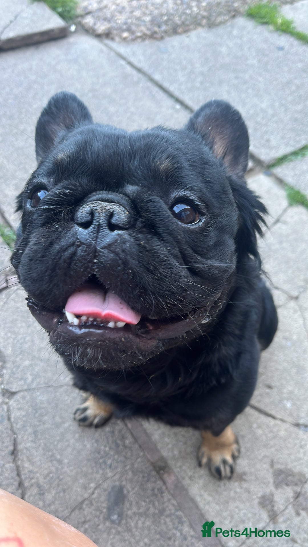 French Bulldog dogs for stud: Big fluffy frenchie boy - Image 2