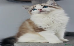 Ragdoll cats for sale: Champion blood,full pedigree Ragdoll kittens in Aylesbury - Image 3
