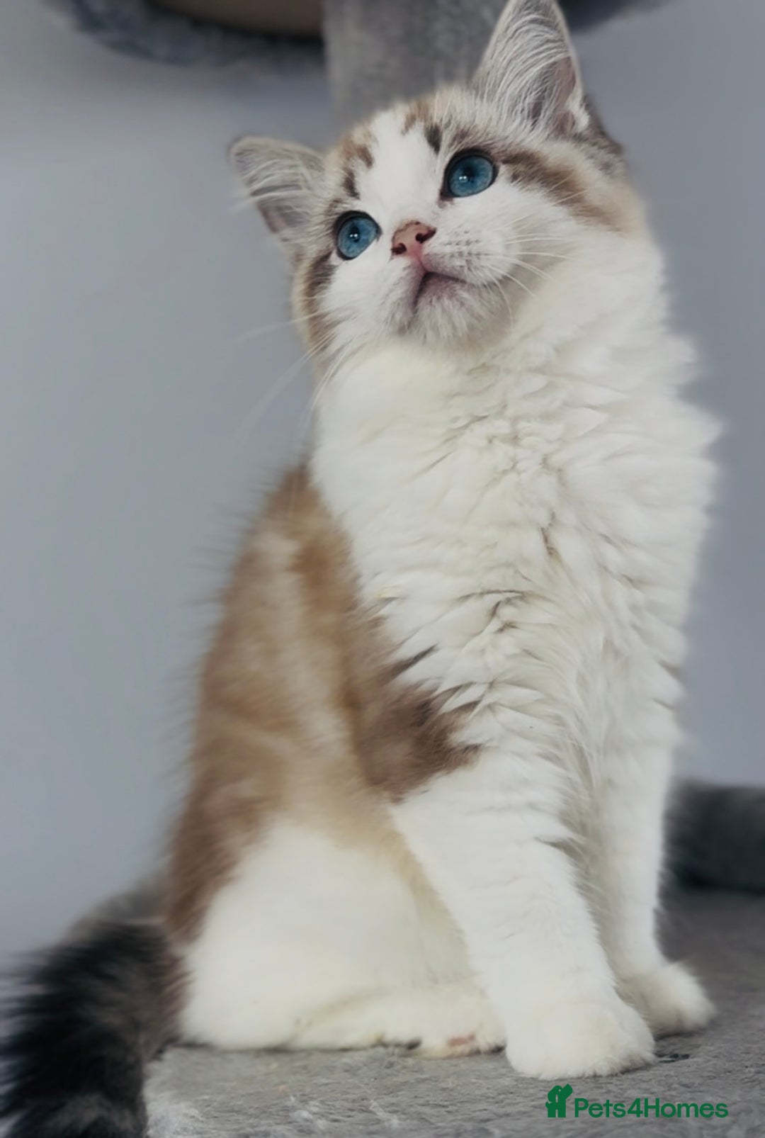 Ragdoll cats for sale: Champion blood,full pedigree Ragdoll kittens in Aylesbury - Image 3