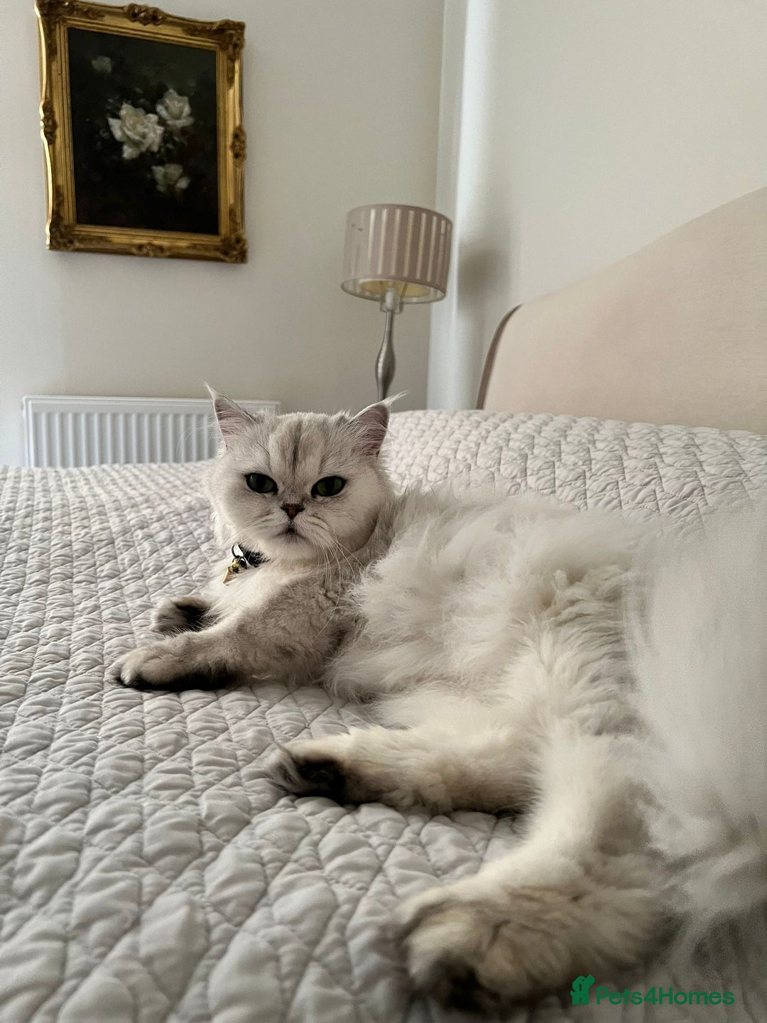 Persian cats for sale: Beautiful persian chinchilla queen  - Image 3