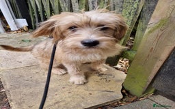 Mixed Breed dogs for adoption: Meet WILLOW - Image 2