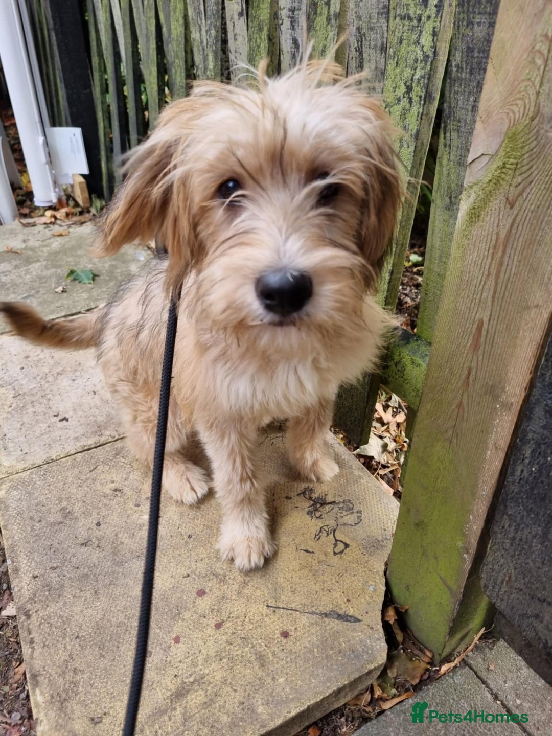 Mixed Breed dogs for adoption: Meet WILLOW - Image 2