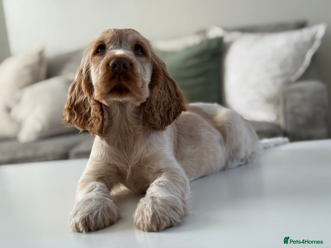Cocker Spaniel dogs for sale: Show type cocker spaniels 🐶 ready now 🐶 - Image 4