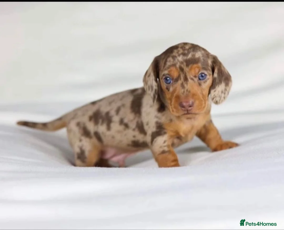 Miniature Dachshund dogs for sale: Quality miniature DACHSHUNDS - Advert 7
