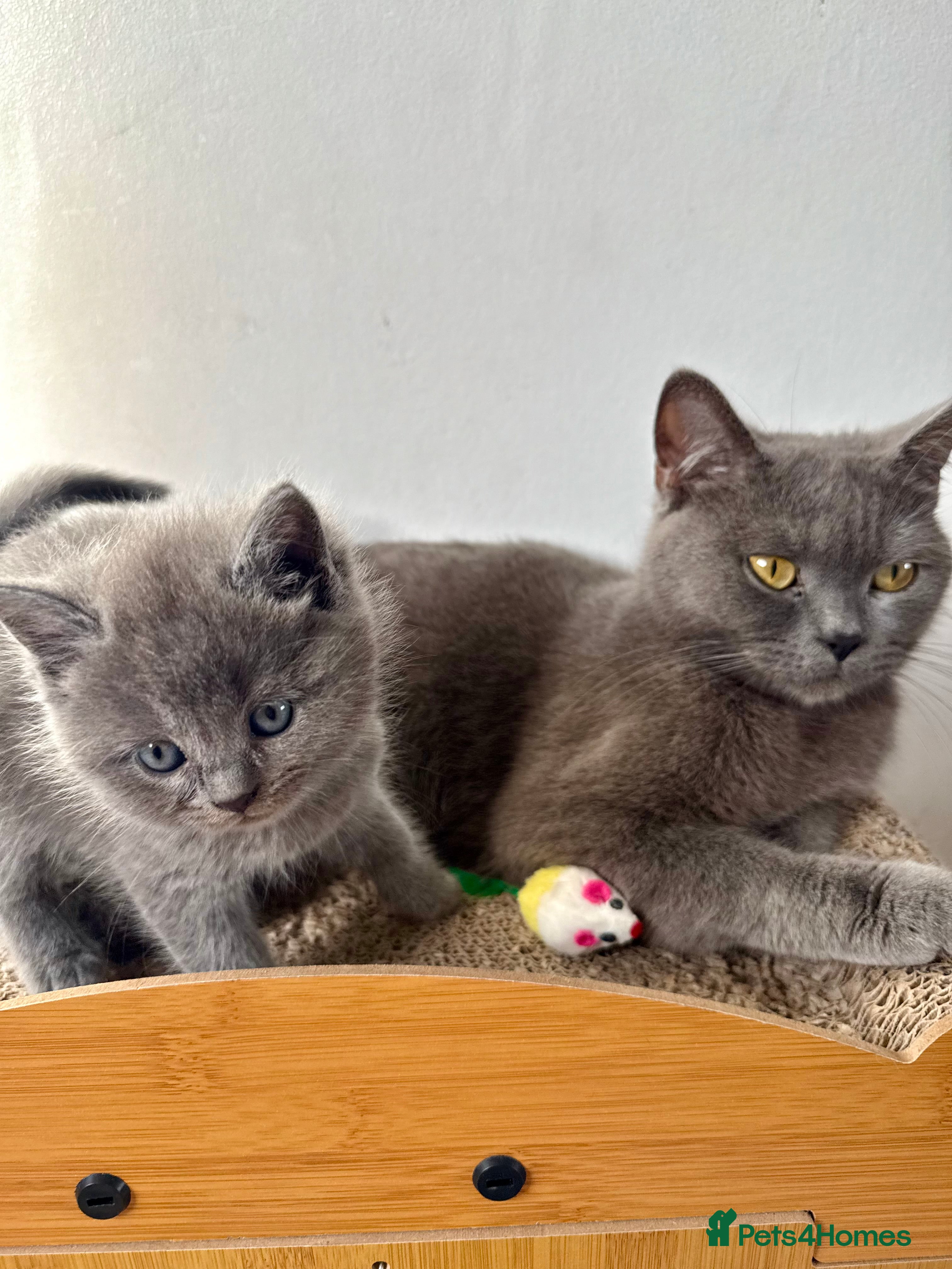 British Shorthair cats Bsh ragdoll kittens  - Advert 1