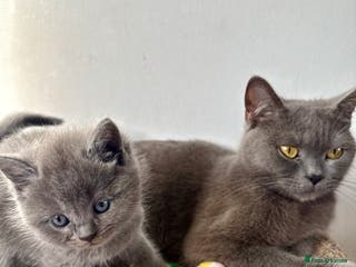 British Shorthair cats Bsh ragdoll kittens - Advert 3