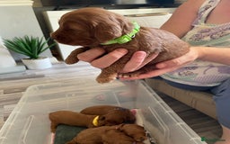 Cockapoo dogs for sale: * health tested through parentage*F1 Cockapoo - Image 5