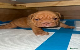 English Bulldog dogs for sale: Beautiful English bulldog puppy  - Image 12