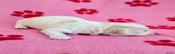 Maltipoo dogs for sale: Toy Maltipoo puppies - DNA health tested parents! - Advert 15