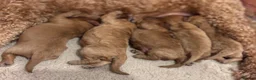 Cavapoo dogs for sale: F1 Red Cavapoo Puppies  - Advert 3