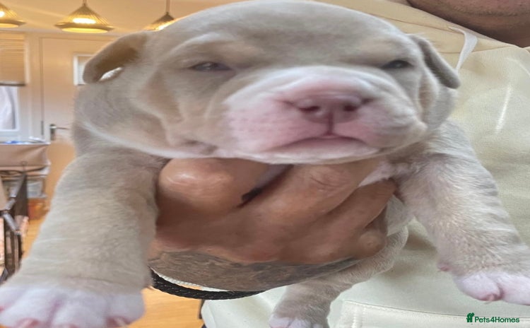 American Bully dogs American bully  - Advert 13