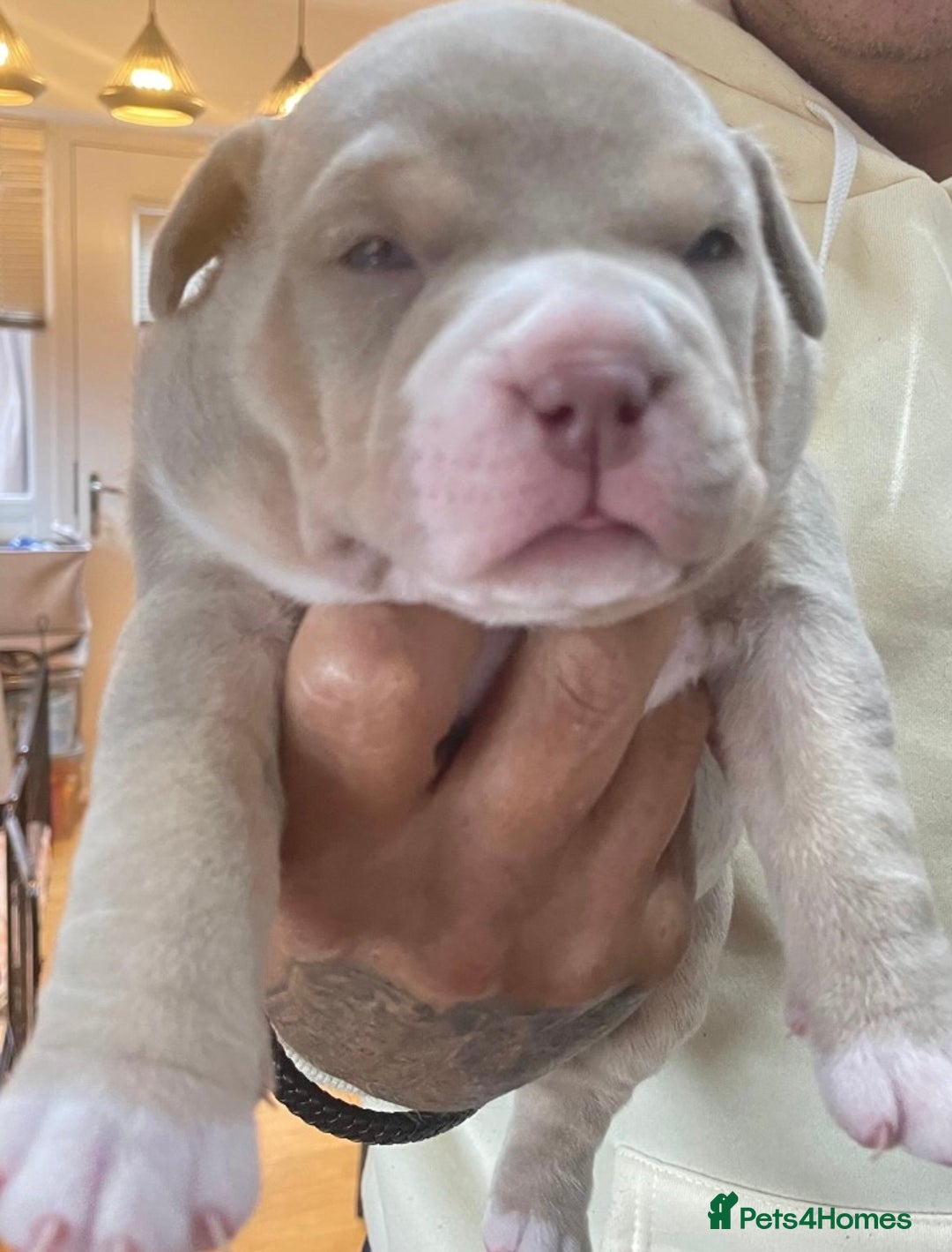 American Bully dogs for sale: American bully  - Advert 1