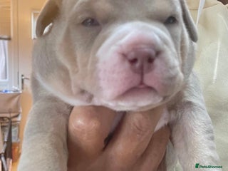 American Bully dogs American bully - Advert 16