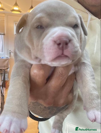 American Bully dogs American bully - Advert 13