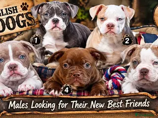 Old Tyme Bulldog dogs 23 years 5⭐️Licensed & Registered uk no1 - Advert 1