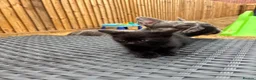 Mixed Breed cats for sale: Kittens Looking for Loving Families - Advert 10