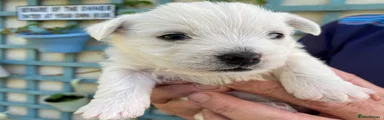 West Highland Terrier Puppy 1
