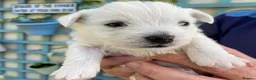 West Highland Terrier dogs for sale: Westie Puppies in Halifax - Advert 7