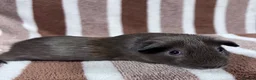 Guinea Pig rodents for sale: Young sow guinea pigs  - Advert 6