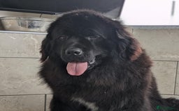 Newfoundland dogs for sale: Beautiful Newfoundland girl  - Image 3