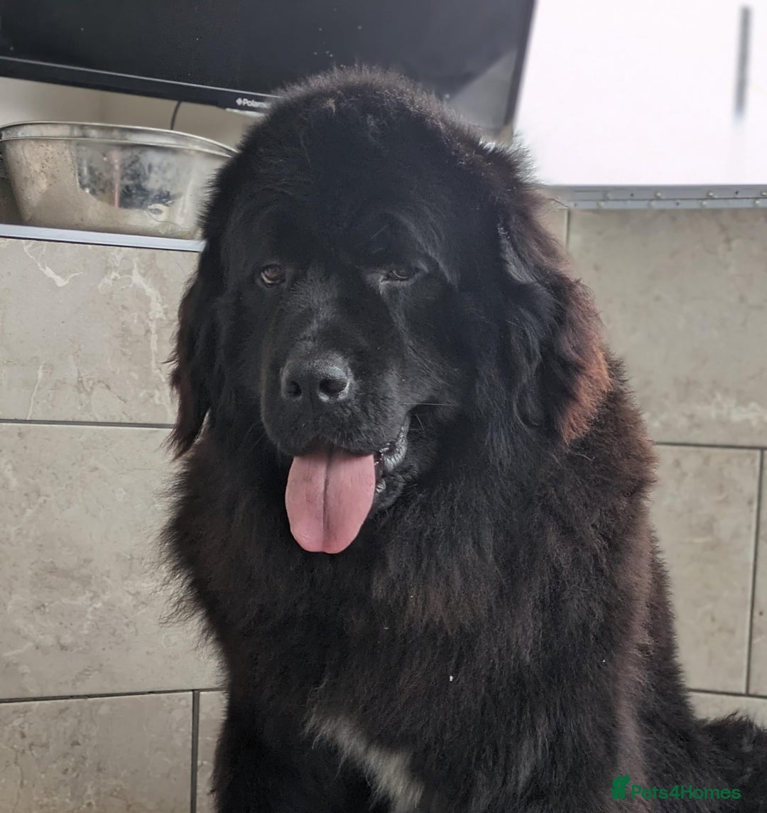 Newfoundland dogs for sale: Beautiful Newfoundland girl  - Image 3