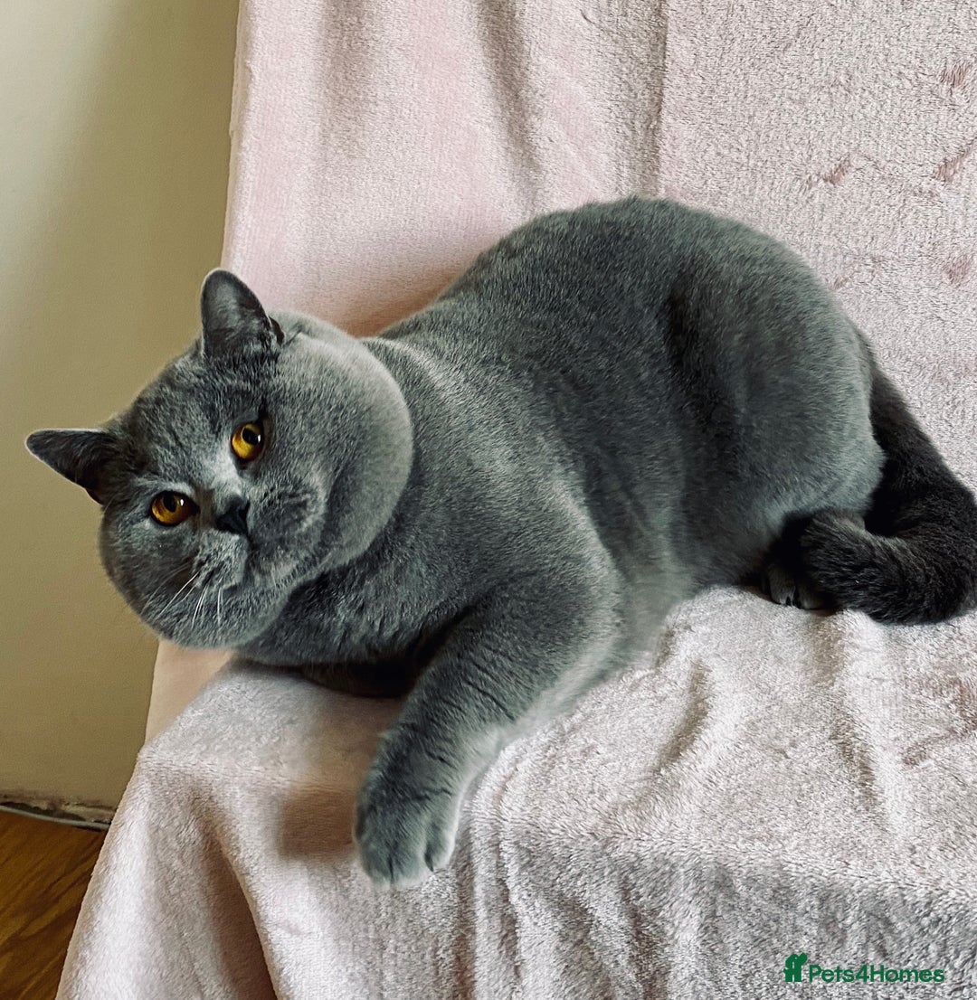 British Shorthair cats for sale: Adult Females and Males for Sale  - Image 4
