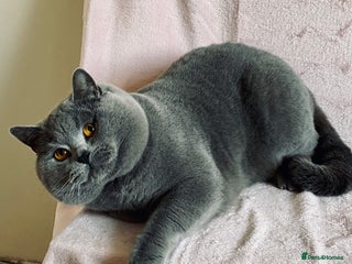 British Shorthair cats - Advert 19