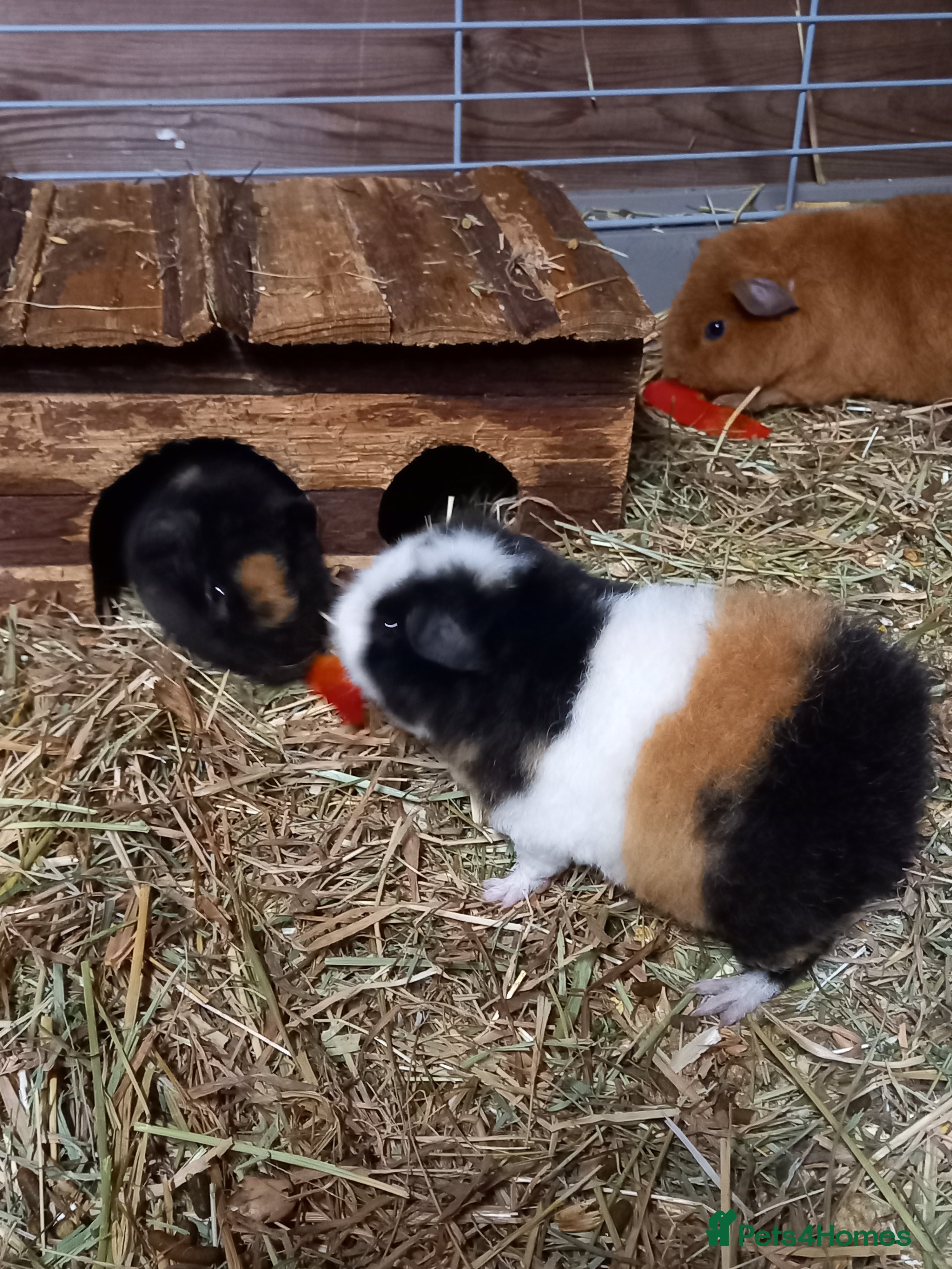 Guinea Pig rodents Teddy baby guinea-pigs  - Advert 15