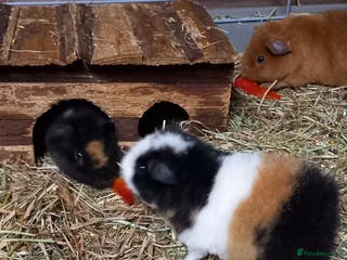 Guinea Pig rodents Teddy baby guinea-pigs - Advert 5