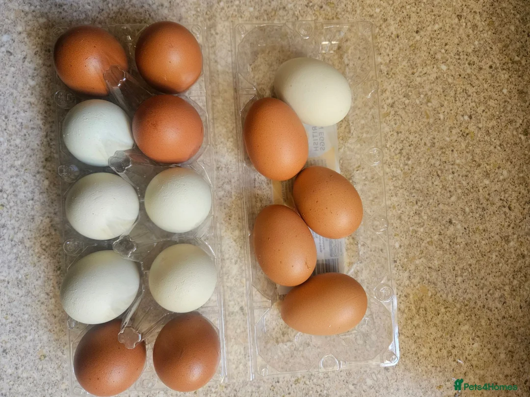 Chickens poultry for sale: Hatching  chicken eggs - Advert 6