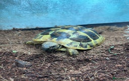 Hermann Tortoise reptiles for sale: 15 month old Hermanns Tortoise - Advert 2